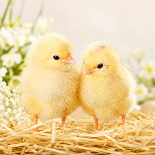 Chicks Gift Card - The Scent Vault