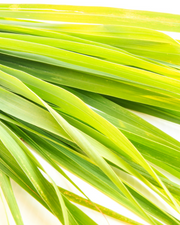 Wild Lemongrass Shower and Hand Wash Gel, 300ml