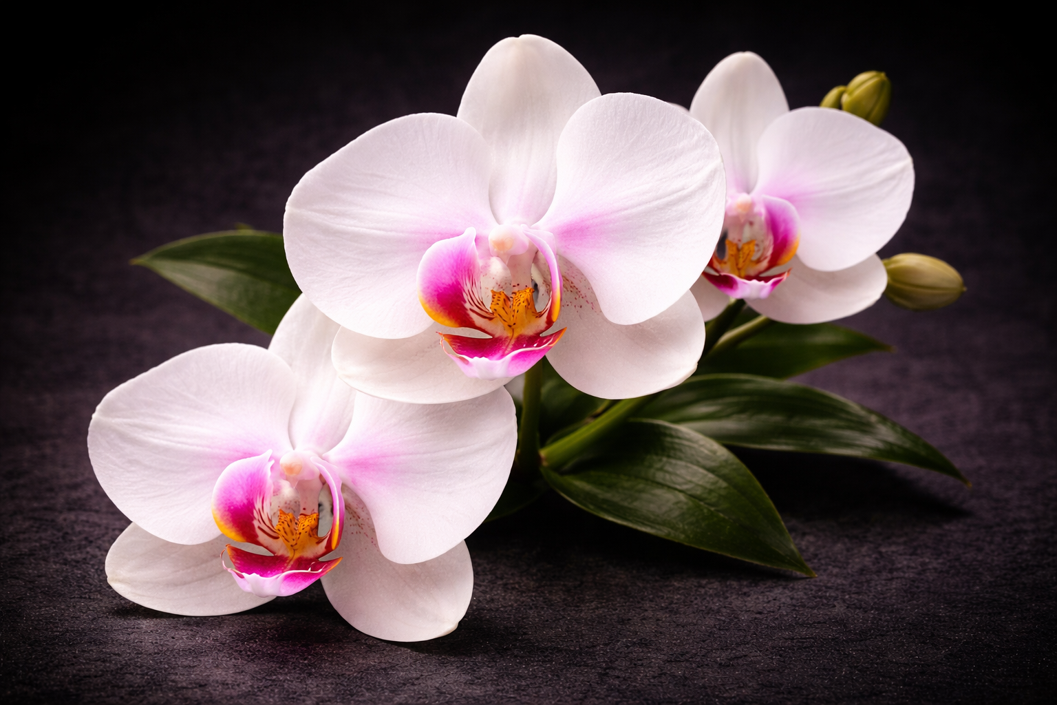 Orchid